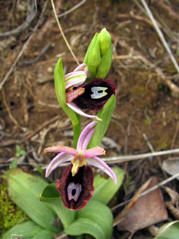 Ophrys bertolonii subsp. benacensis